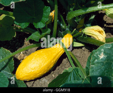 Squash - `Early Summer Golden Crookneck'   VEG047203 Stock Photo